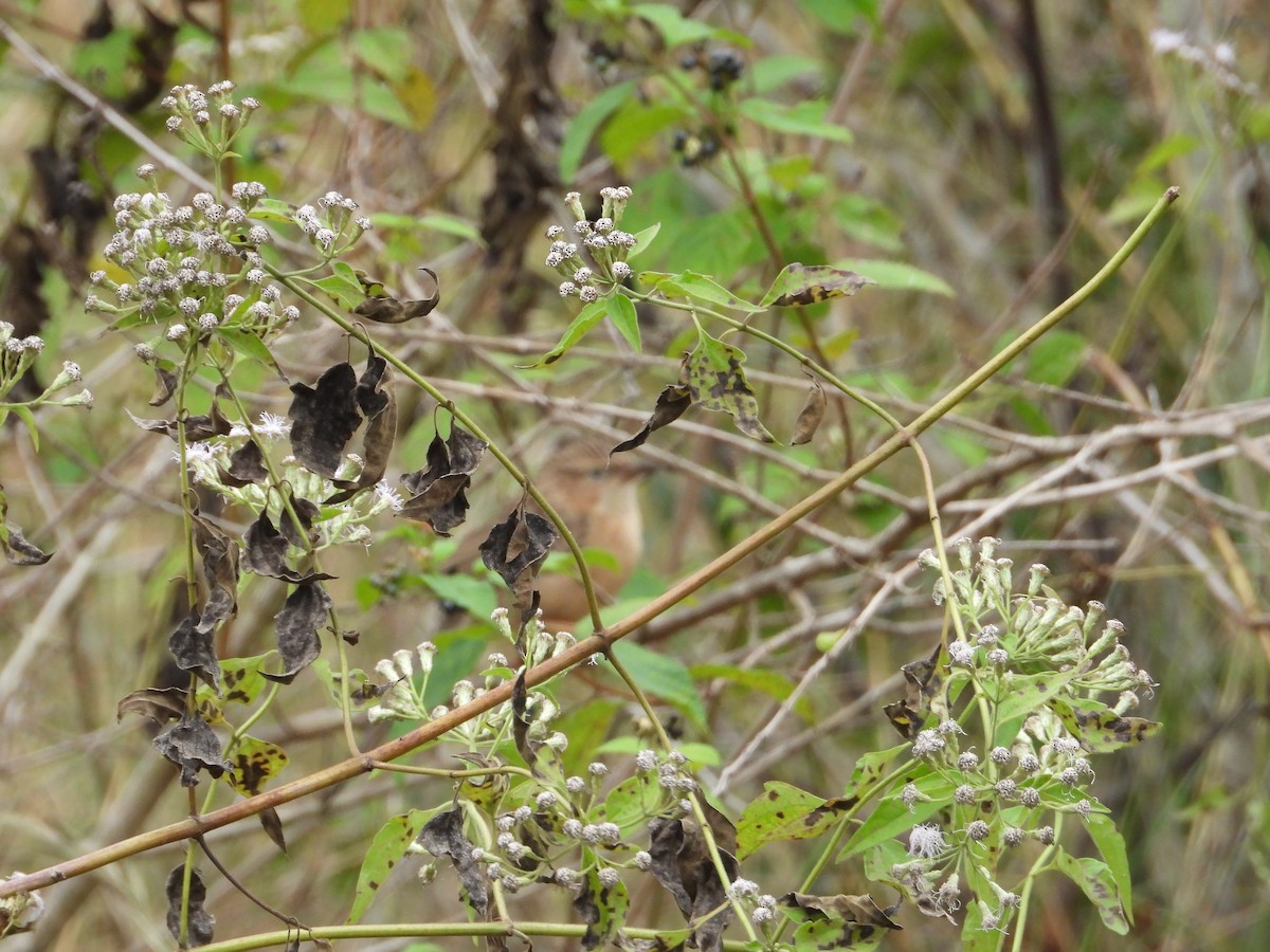 Common Babbler - Krishnamoorthy Raju