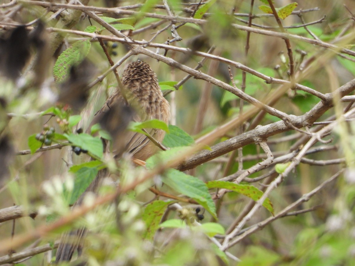Common Babbler - Krishnamoorthy Raju