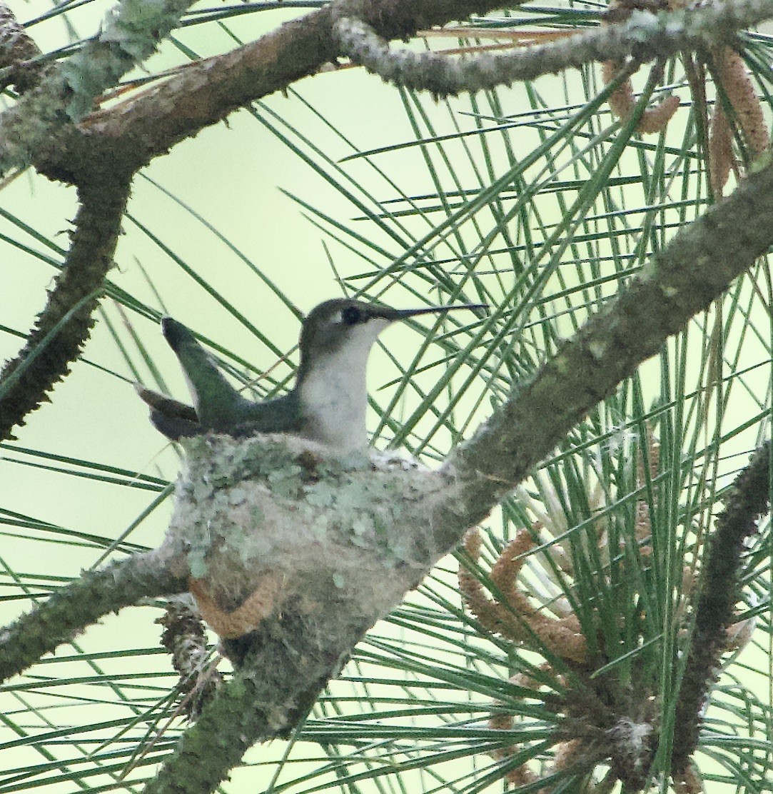 Yakut Boğazlı Kolibri - ML618712431