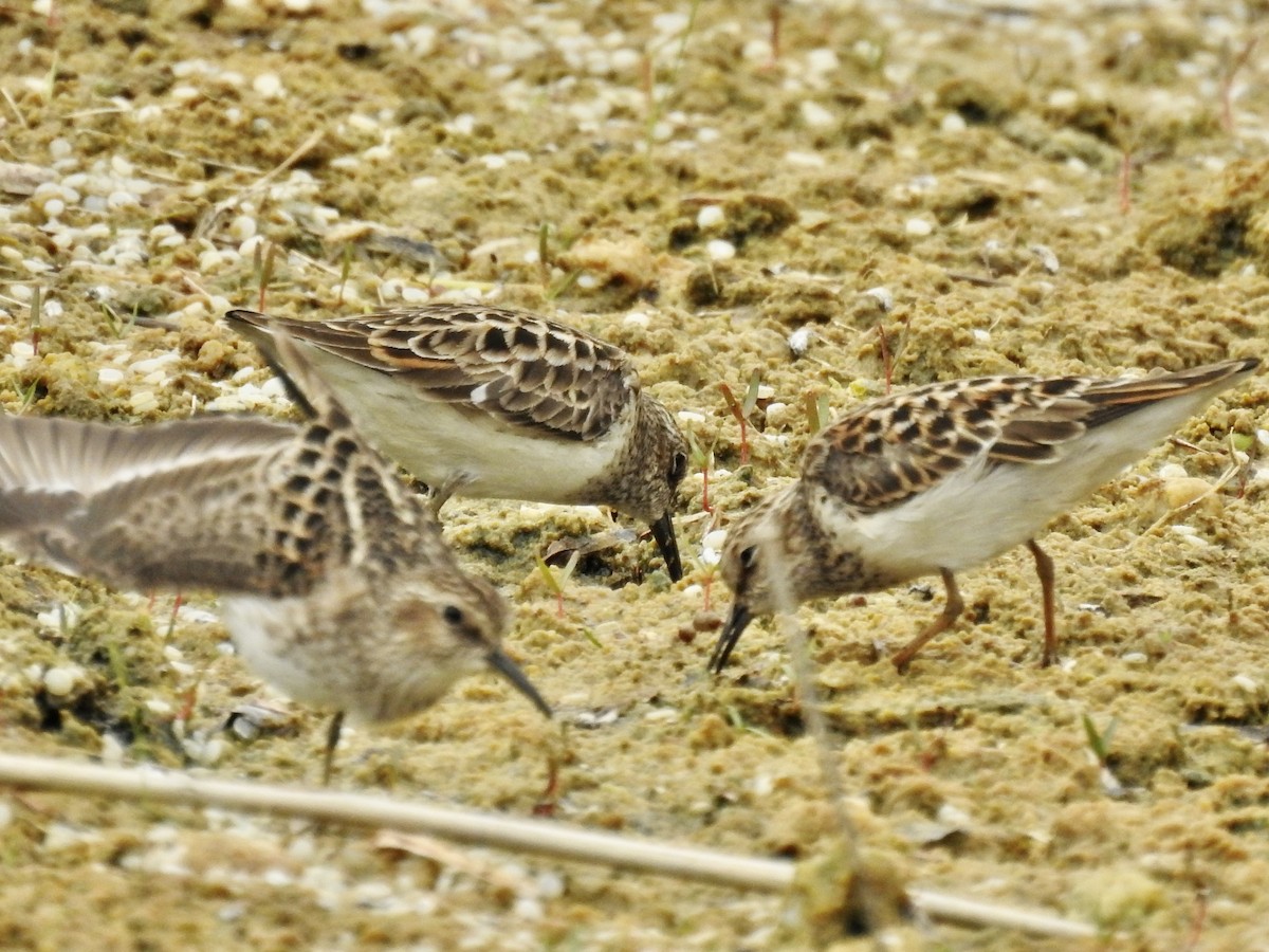 Least Sandpiper - ML618712447