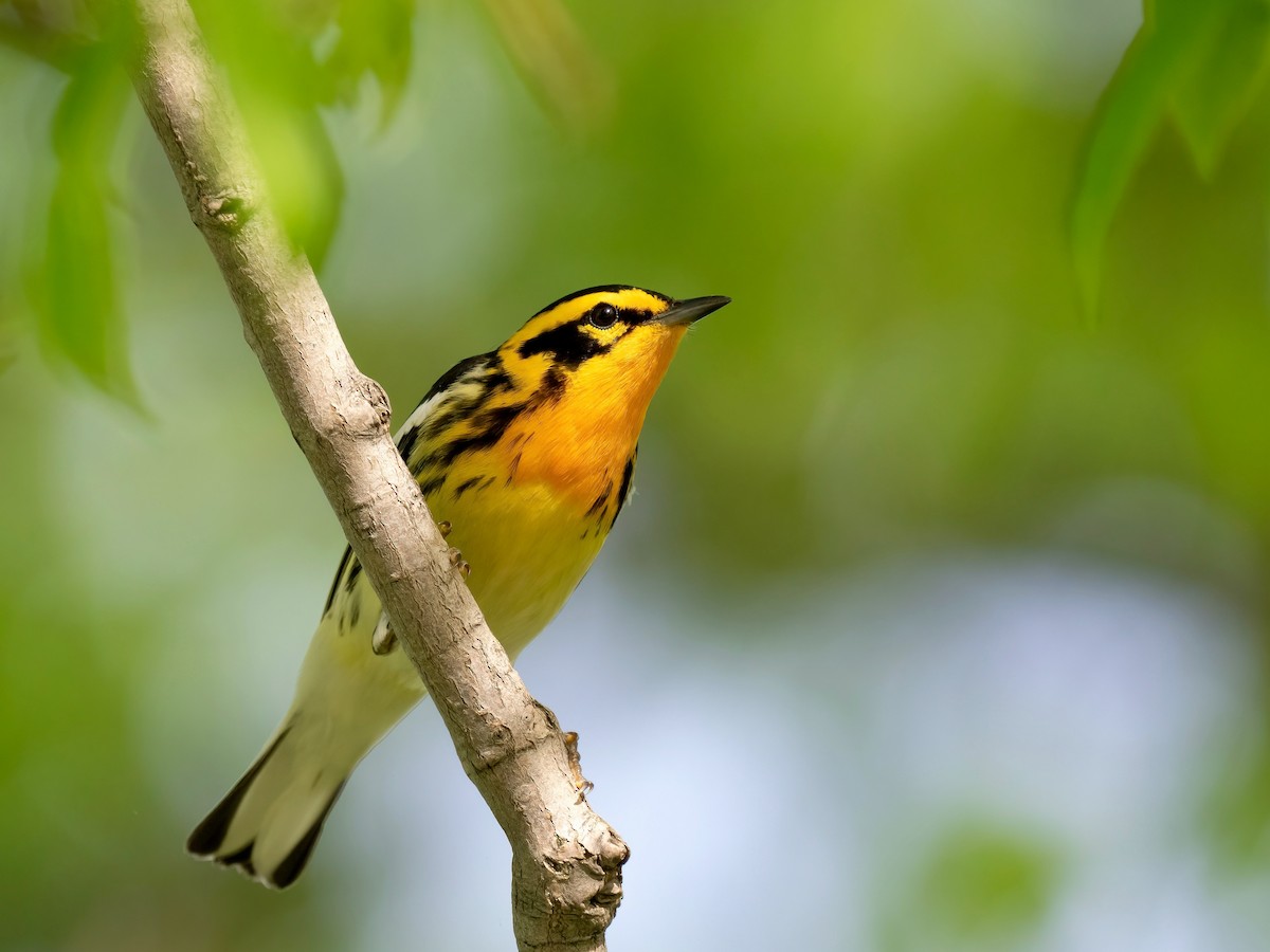 Blackburnian Warbler - Tori Martel