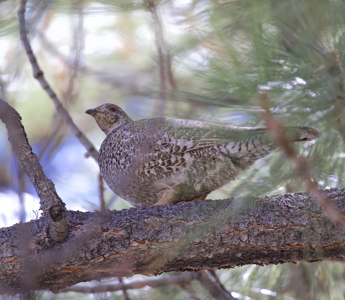 Sooty Grouse - Ron Wilson