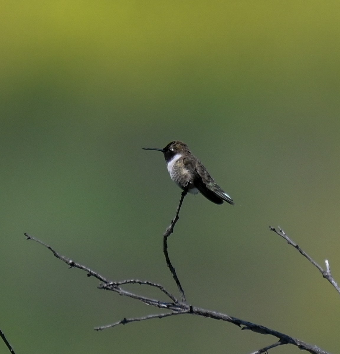 Black-chinned Hummingbird - ML618712486