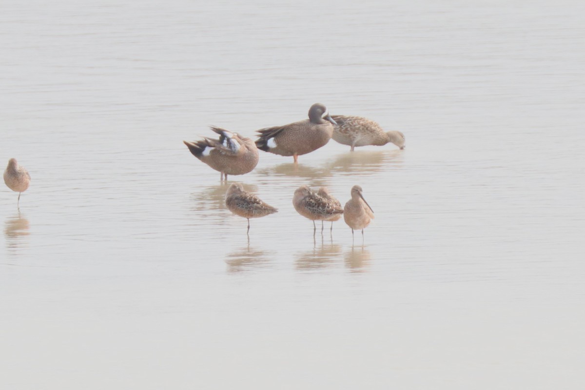 Long-billed Dowitcher - ML618712497