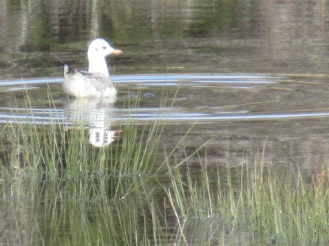 Black-headed Gull - ML618712514