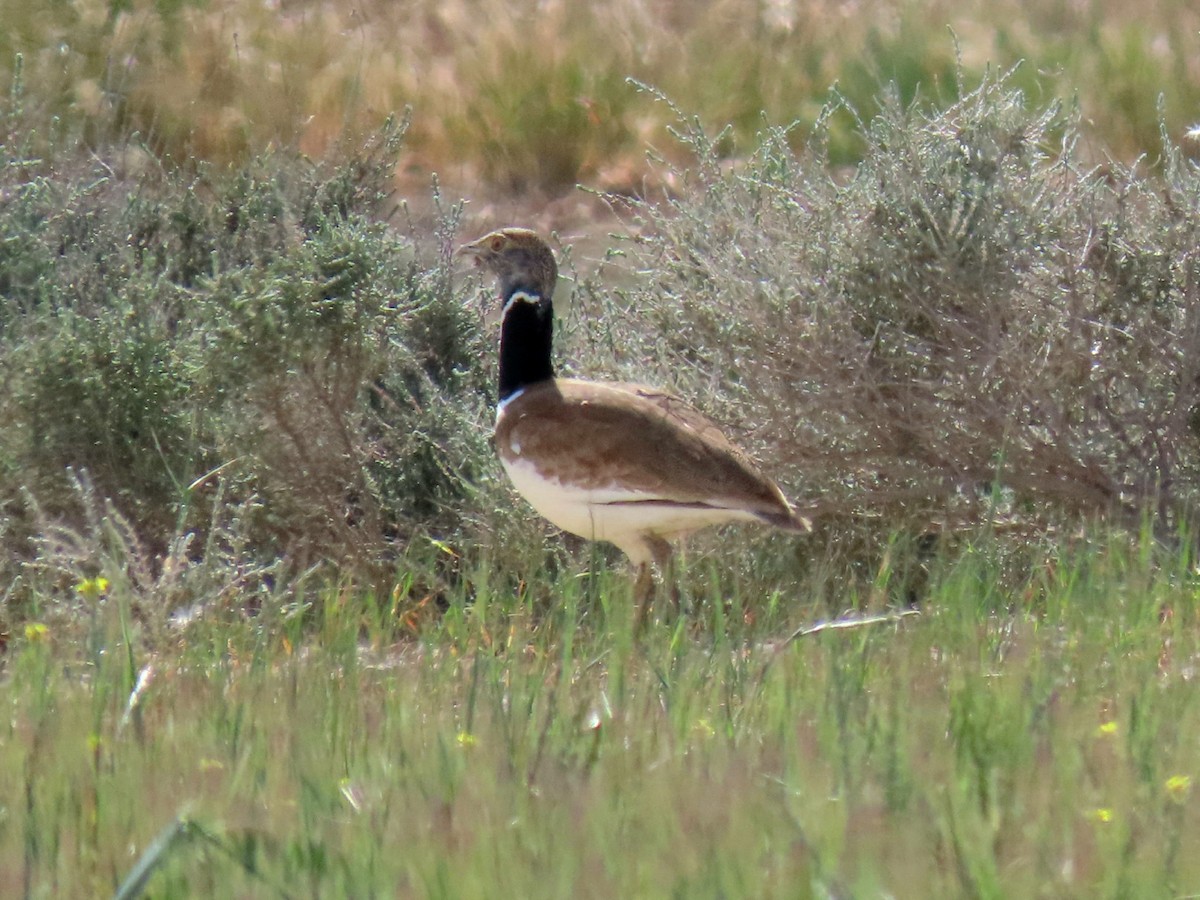 Little Bustard - Alberto Gasquet Orradre