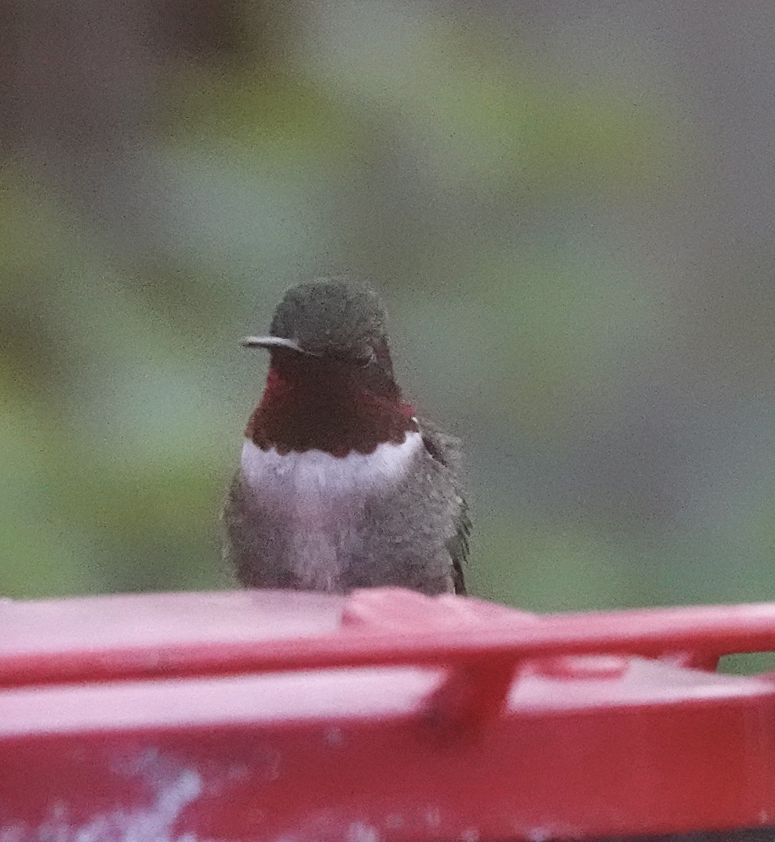 Ruby-throated Hummingbird - ML618712536
