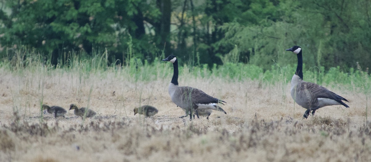 Canada Goose - ML618712551