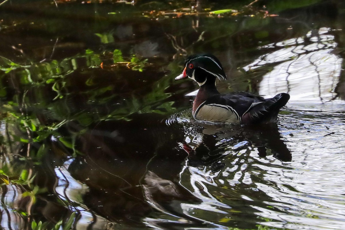 Wood Duck - ML618712555