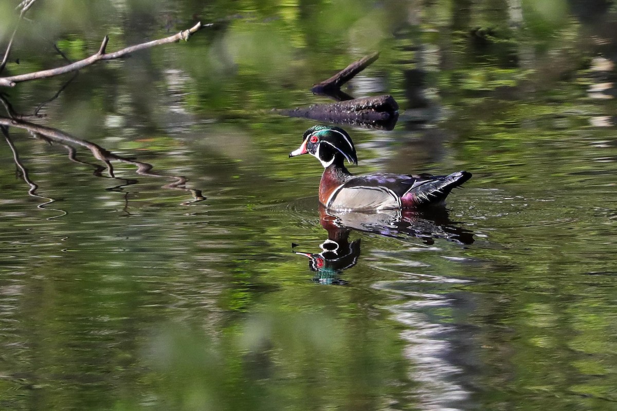 Wood Duck - ML618712556