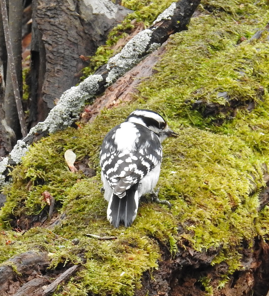 Downy Woodpecker (Eastern) - Jane Icenogle