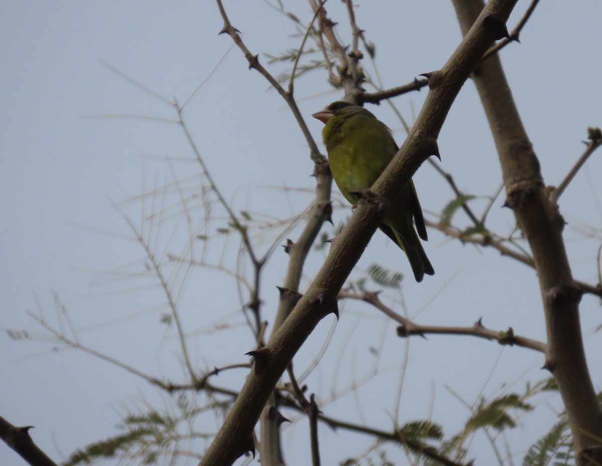 European Greenfinch - ML618712670