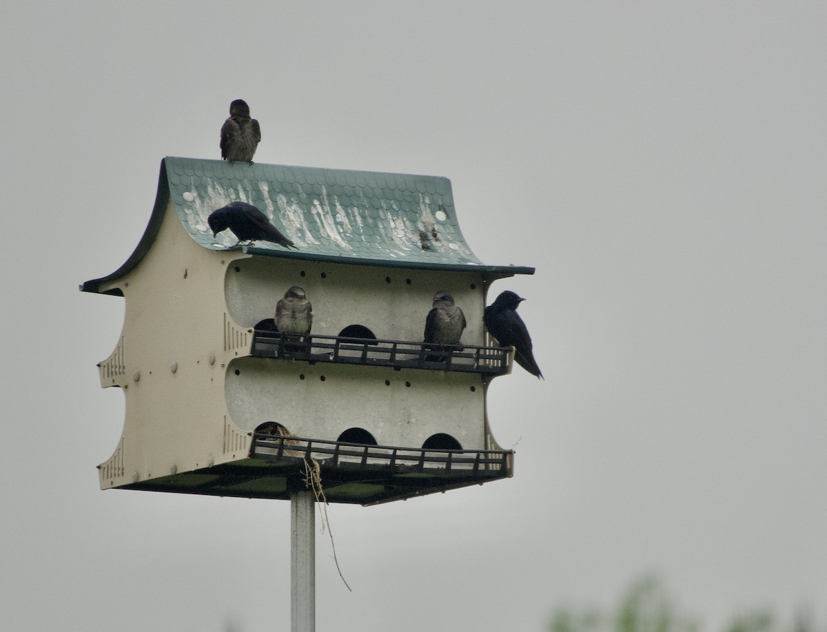 Purple Martin - Marcia Balestri