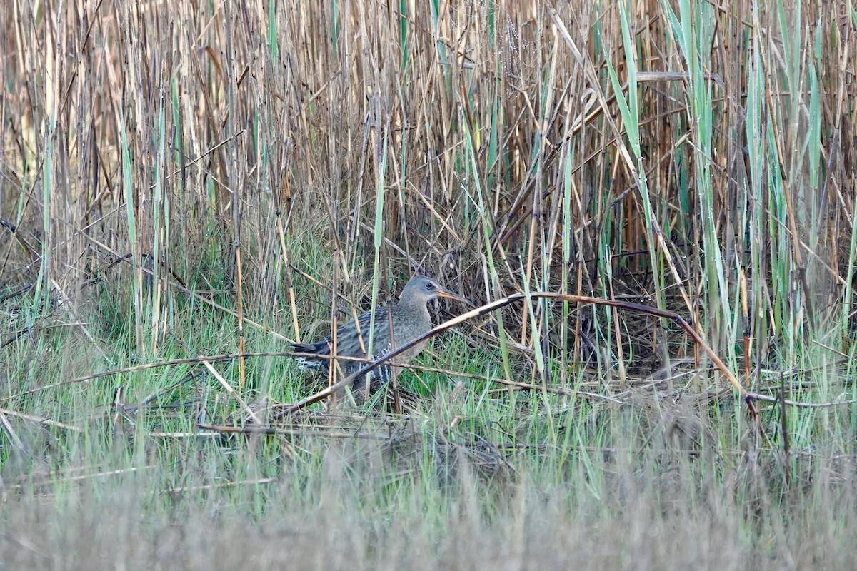 Clapper Rail - ML618712680