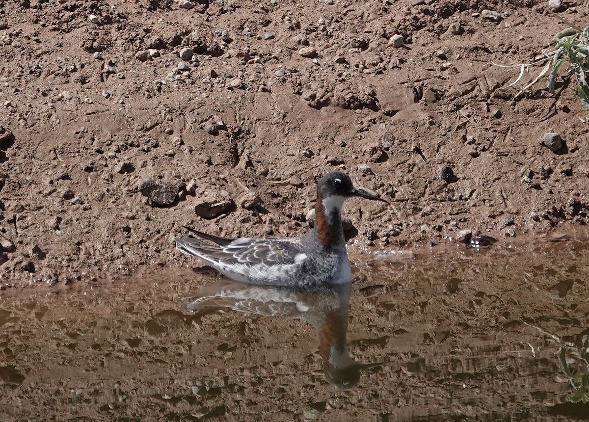 Red-necked Phalarope - Henry Detwiler