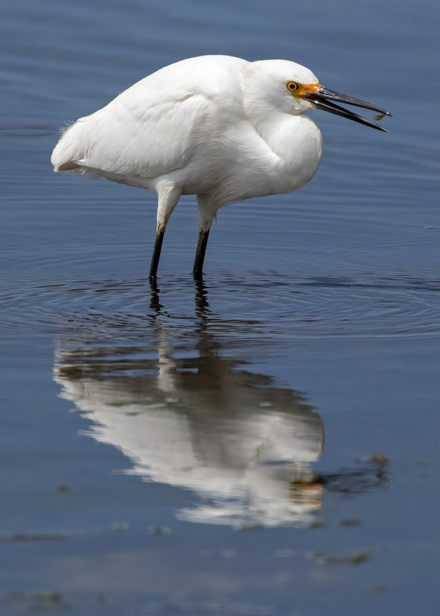 Snowy Egret - k bartels
