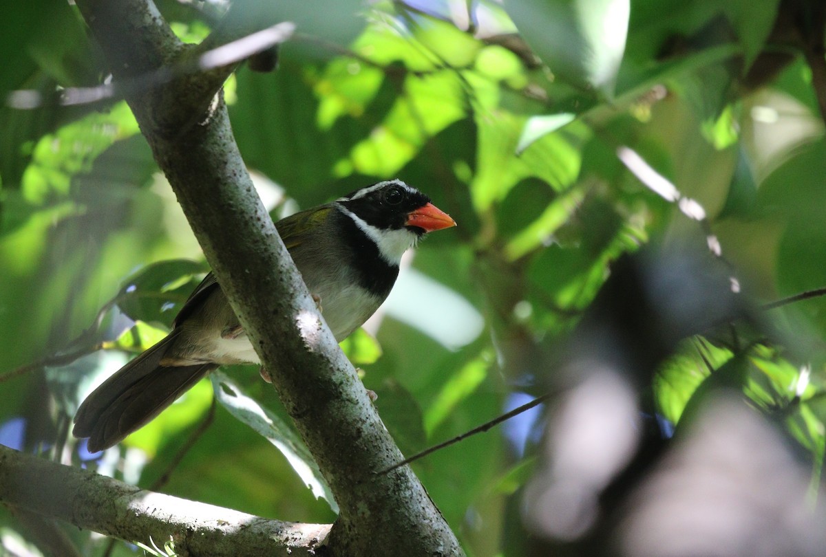 Orange-billed Sparrow - Richard Greenhalgh
