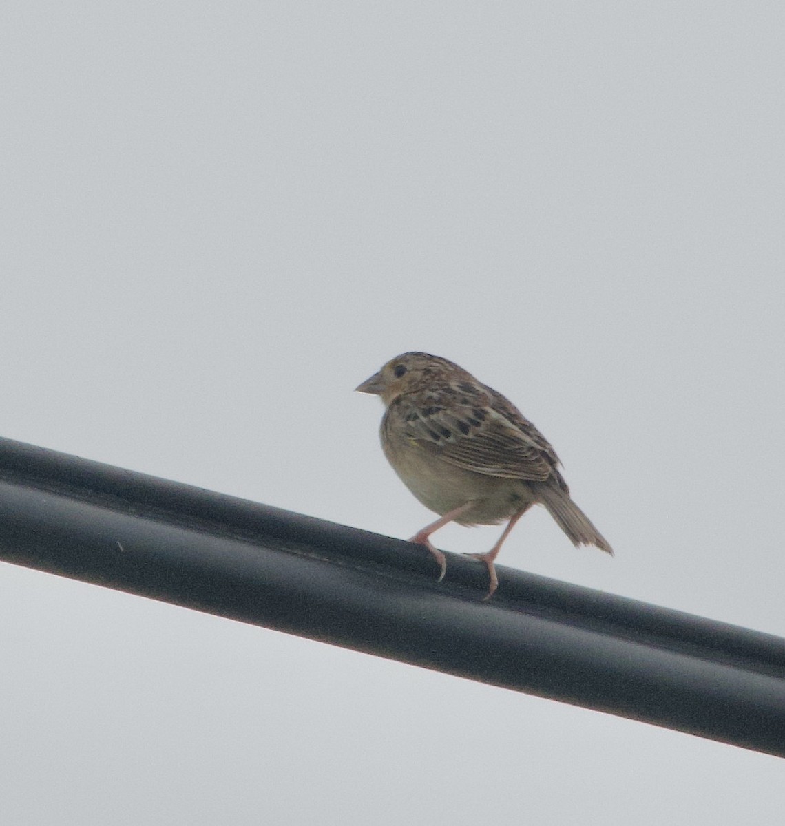 Grasshopper Sparrow - ML618712755