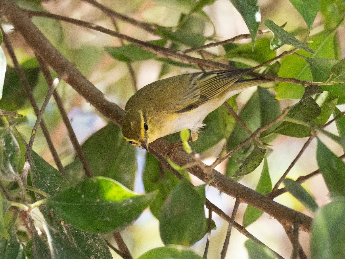 Wood Warbler - ML618712783