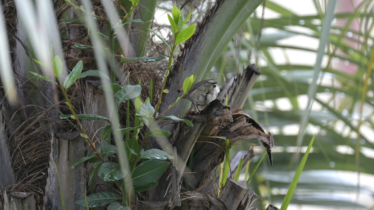 Eurasian Blackcap - Roberto Lupi