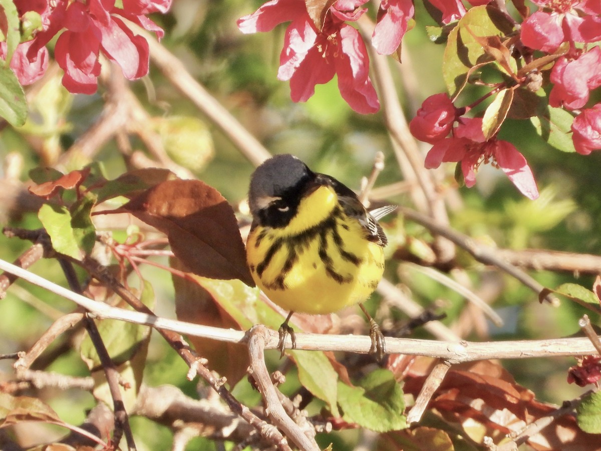 Magnolia Warbler - Pat Hare