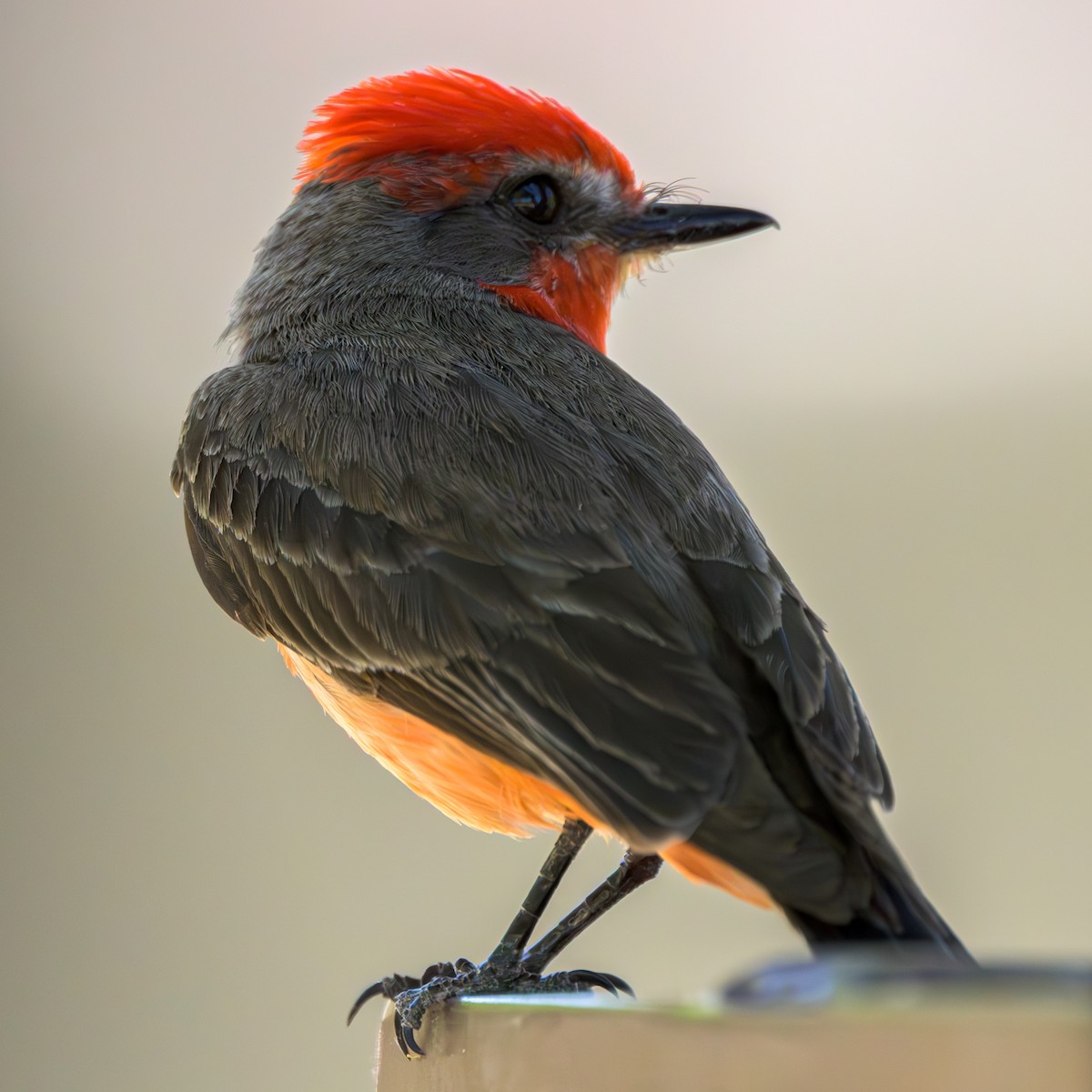 Vermilion Flycatcher - Paul LaFrance