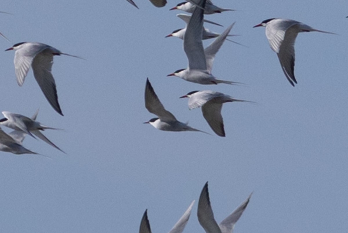 Arctic Tern - Anonymous eBirber