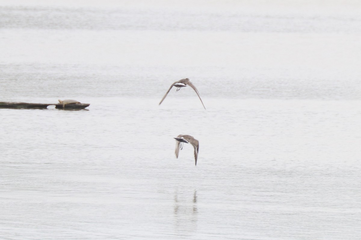 Hudsonian Godwit - ML618712824