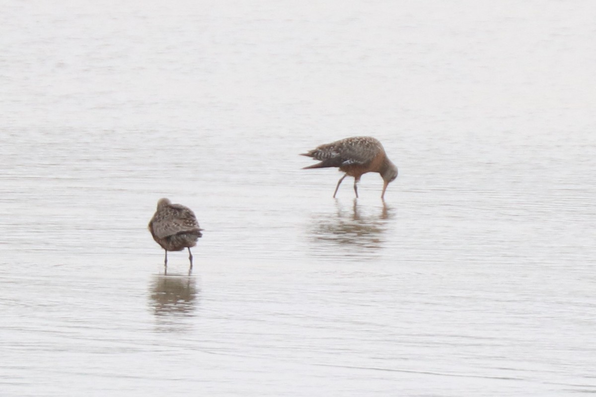 Hudsonian Godwit - ML618712836