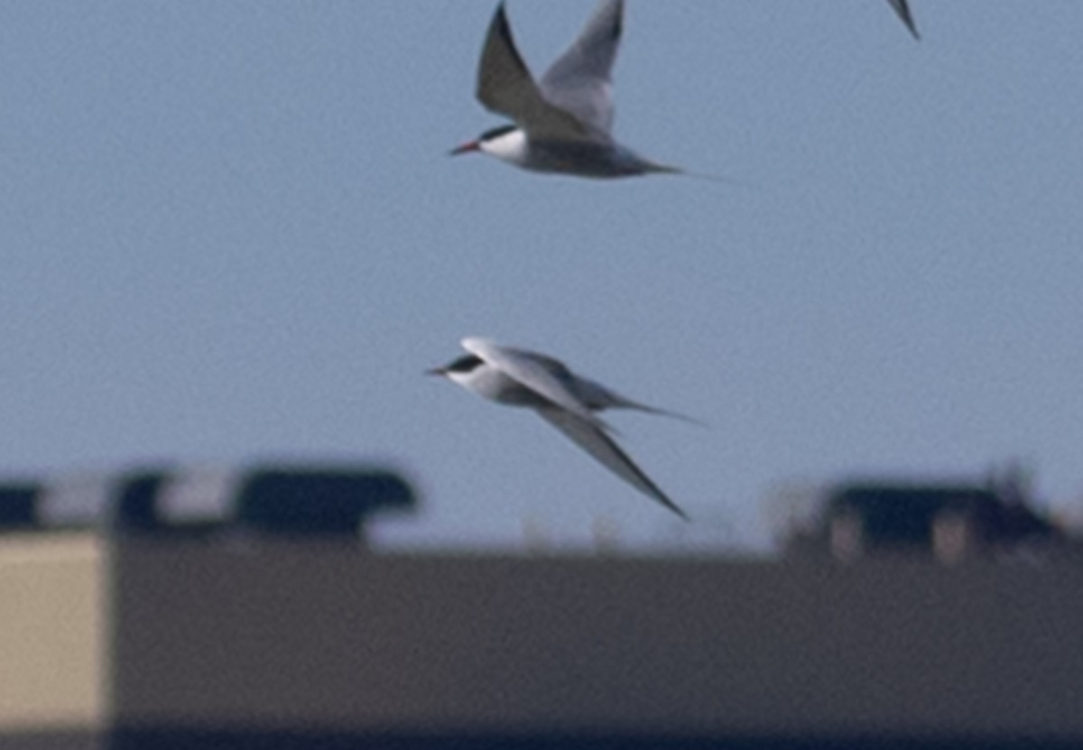 Arctic Tern - Anonymous eBirber