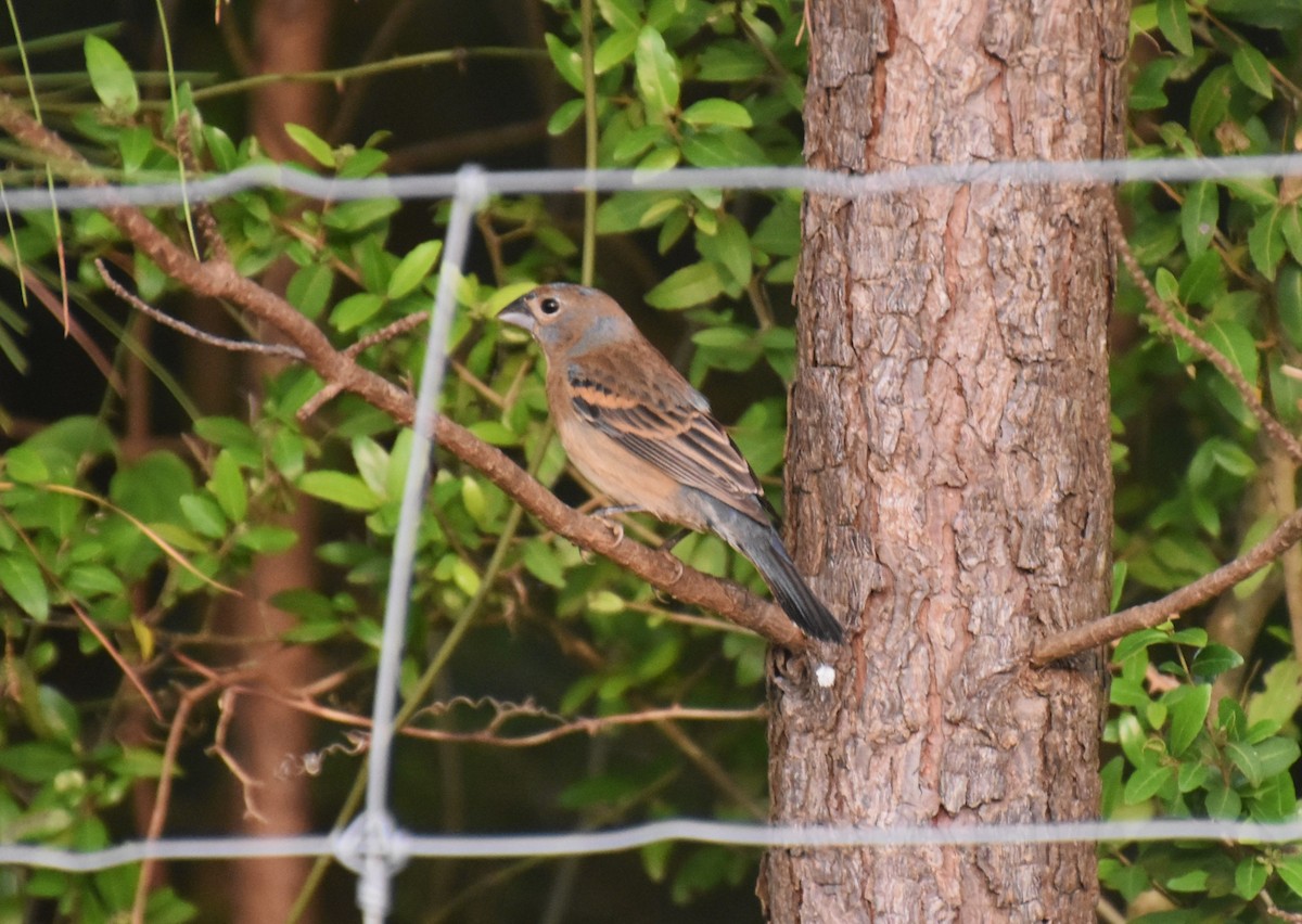 Blue Grosbeak - ML618712857