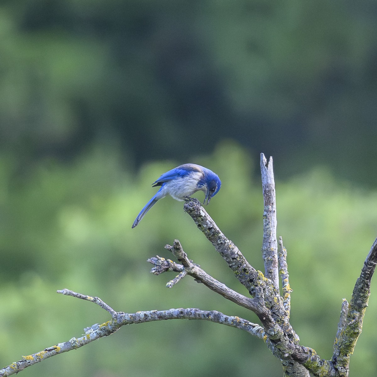 California Scrub-Jay - ML618712897