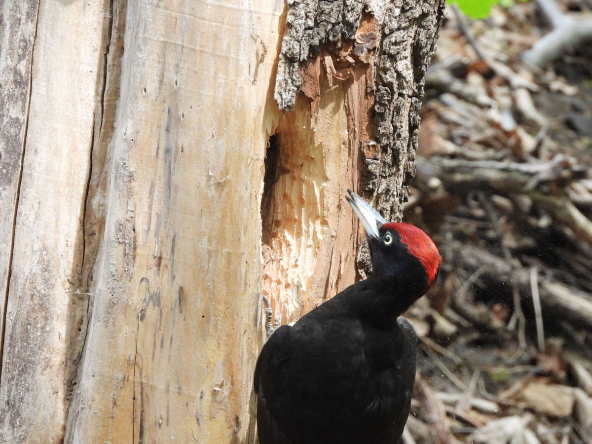 Black Woodpecker - Monika Czupryna