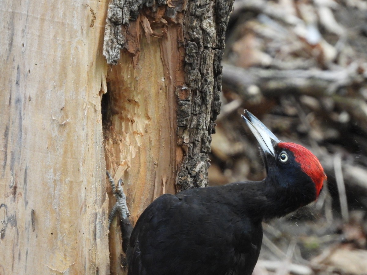 Black Woodpecker - Monika Czupryna