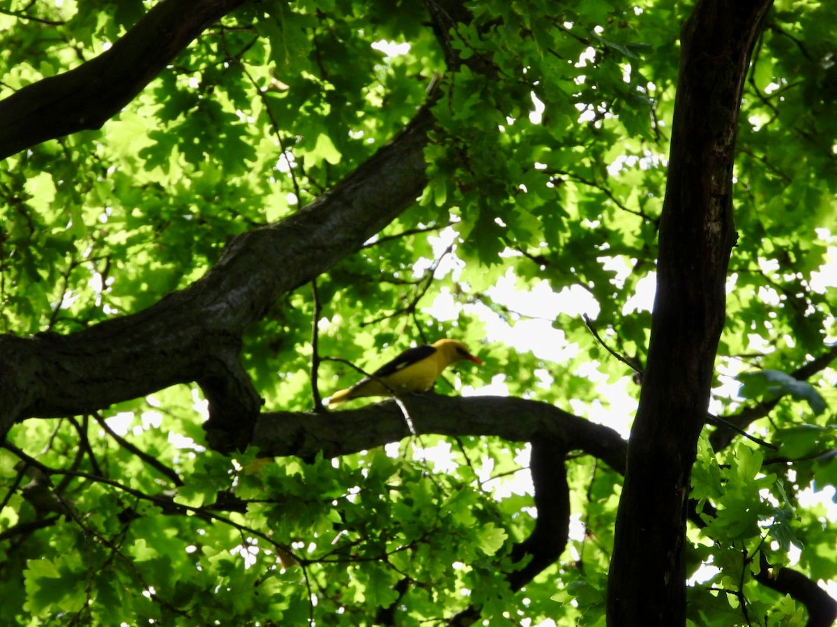 Eurasian Golden Oriole - Monika Czupryna