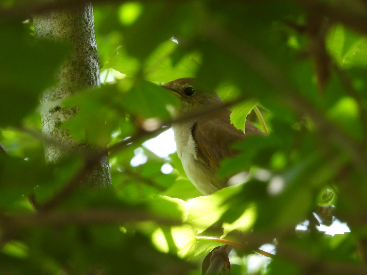 Common Nightingale - Monika Czupryna