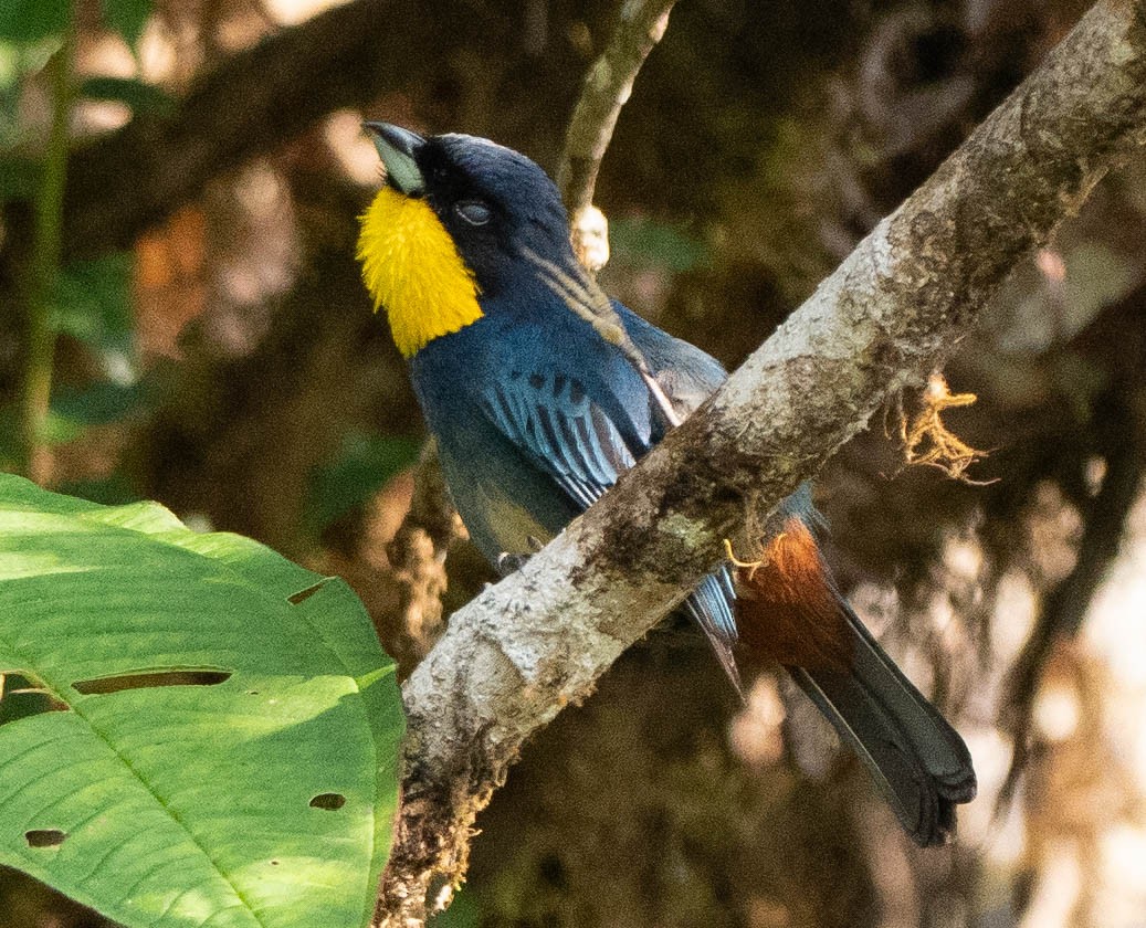 Black-chinned Mountain Tanager - Richard Thunen