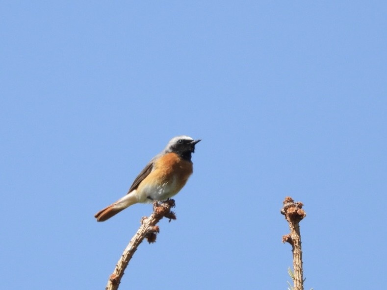 Common Redstart - Monika Czupryna