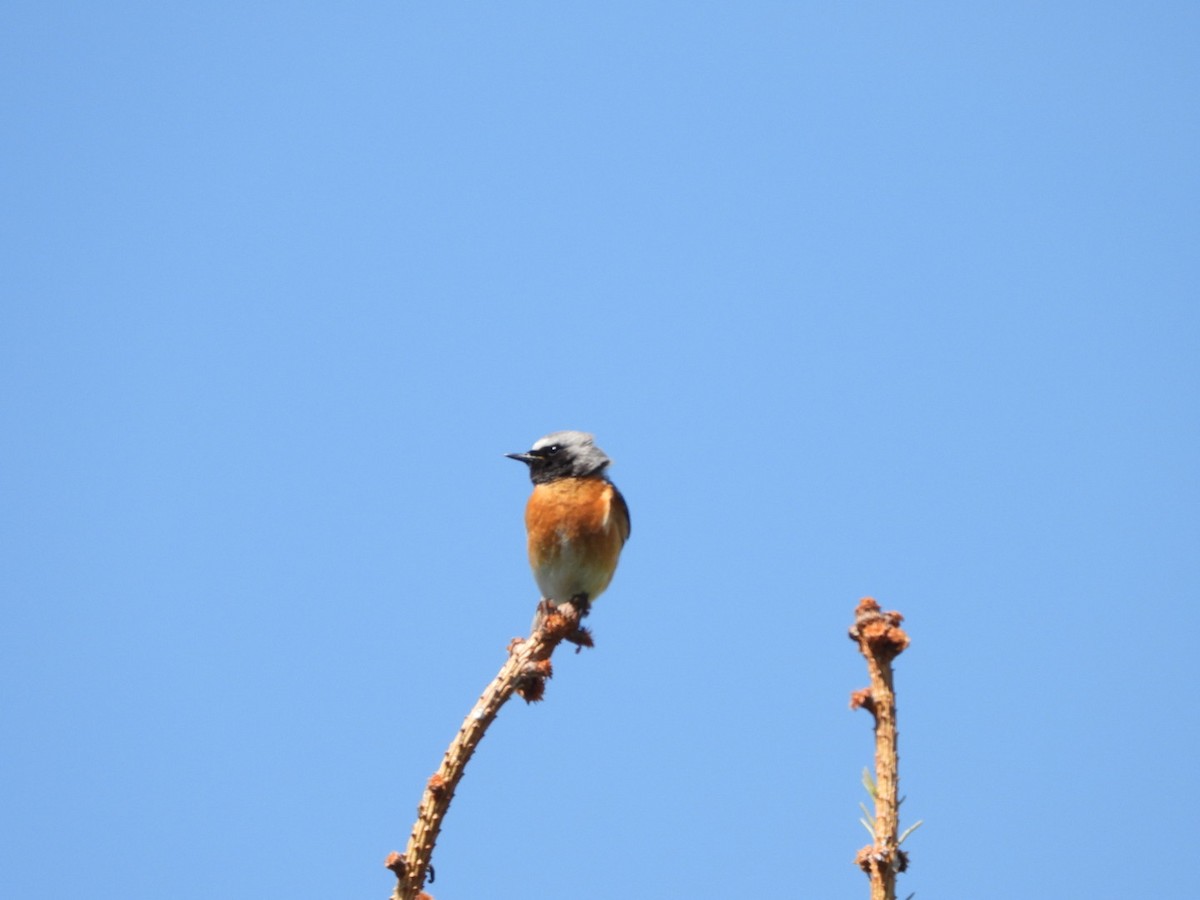 Common Redstart - Monika Czupryna