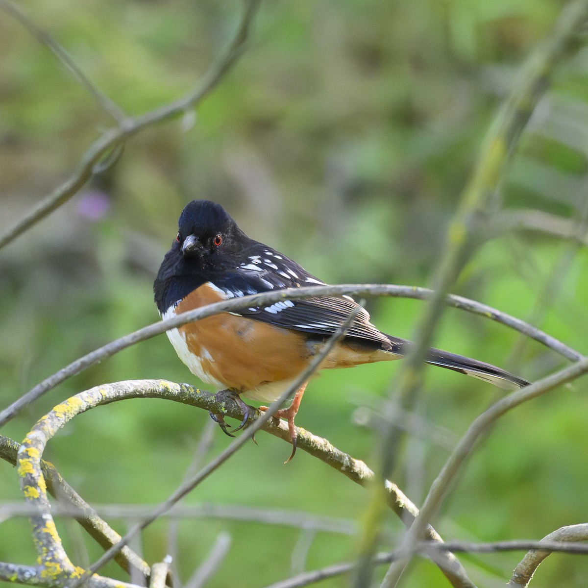 Spotted Towhee - ML618713012
