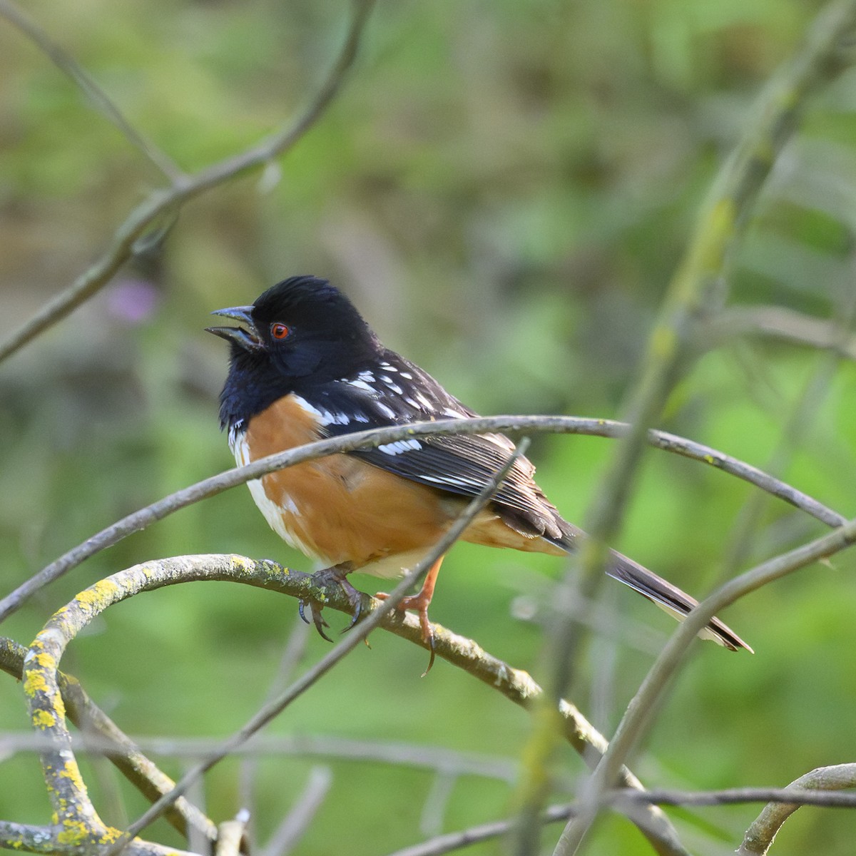 Spotted Towhee - ML618713013