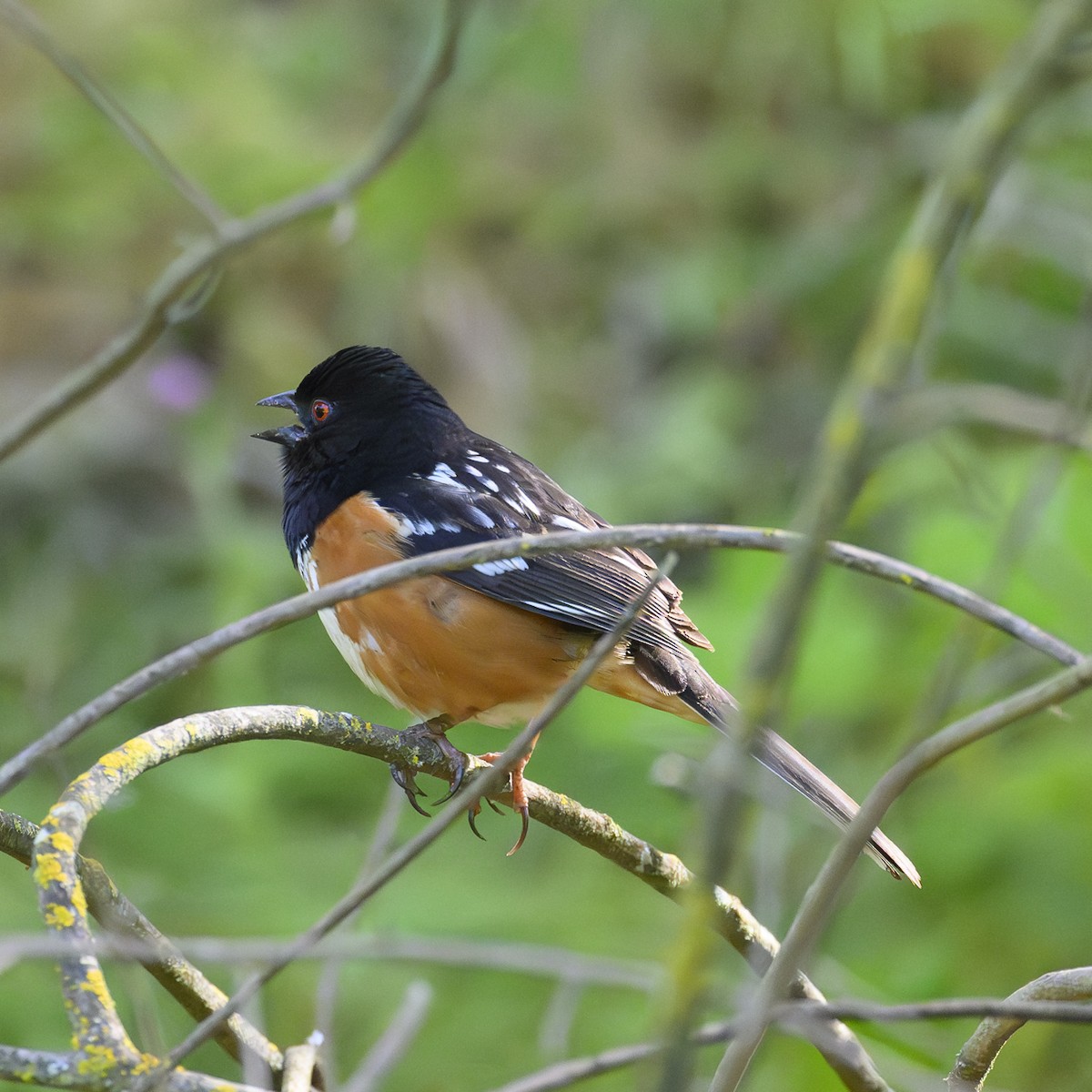 Spotted Towhee - ML618713014
