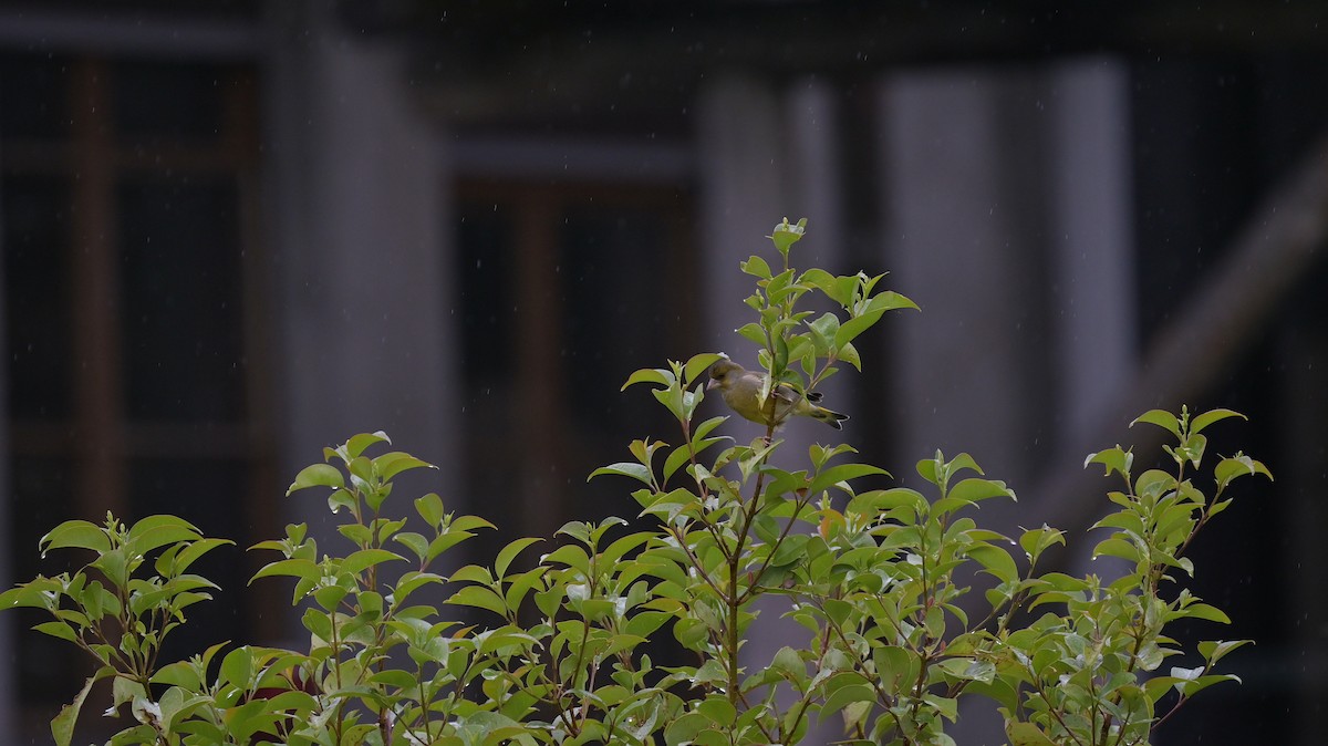 European Greenfinch - Roberto Lupi