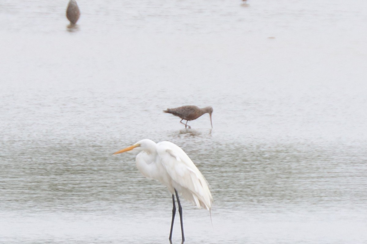 Hudsonian Godwit - ML618713040