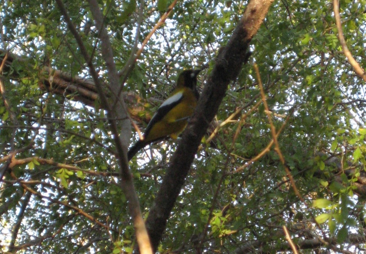 Jamaican Oriole - ML618713066