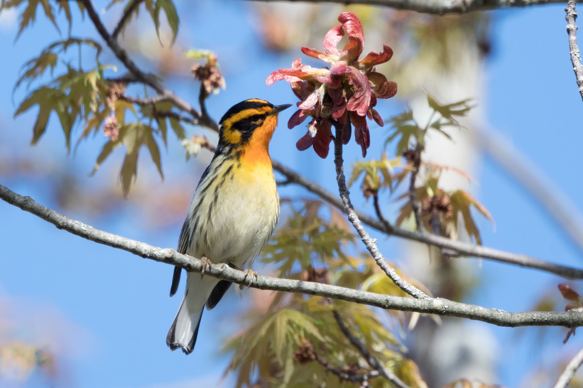 Blackburnian Warbler - ML618713091