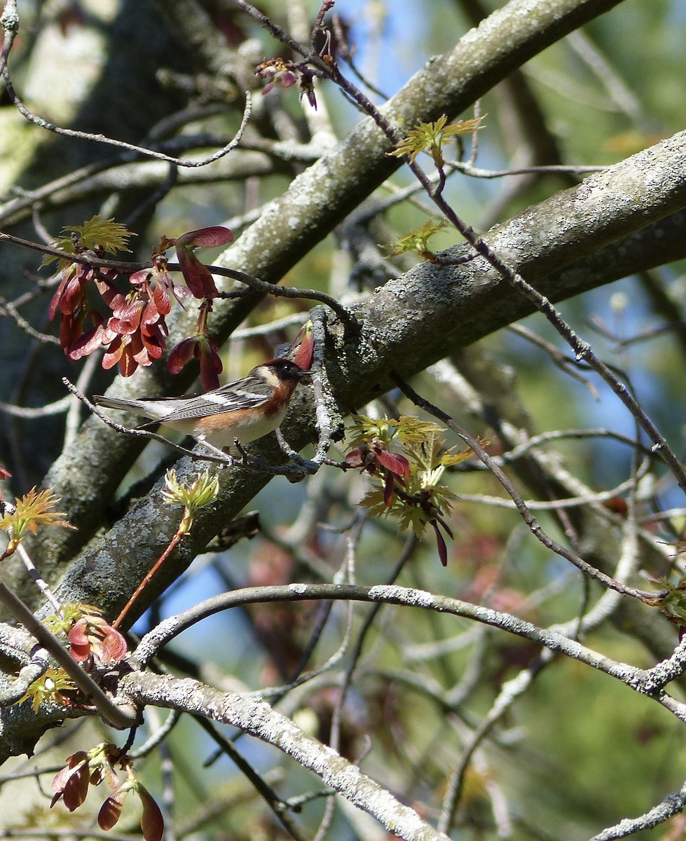 Bay-breasted Warbler - ML618713100