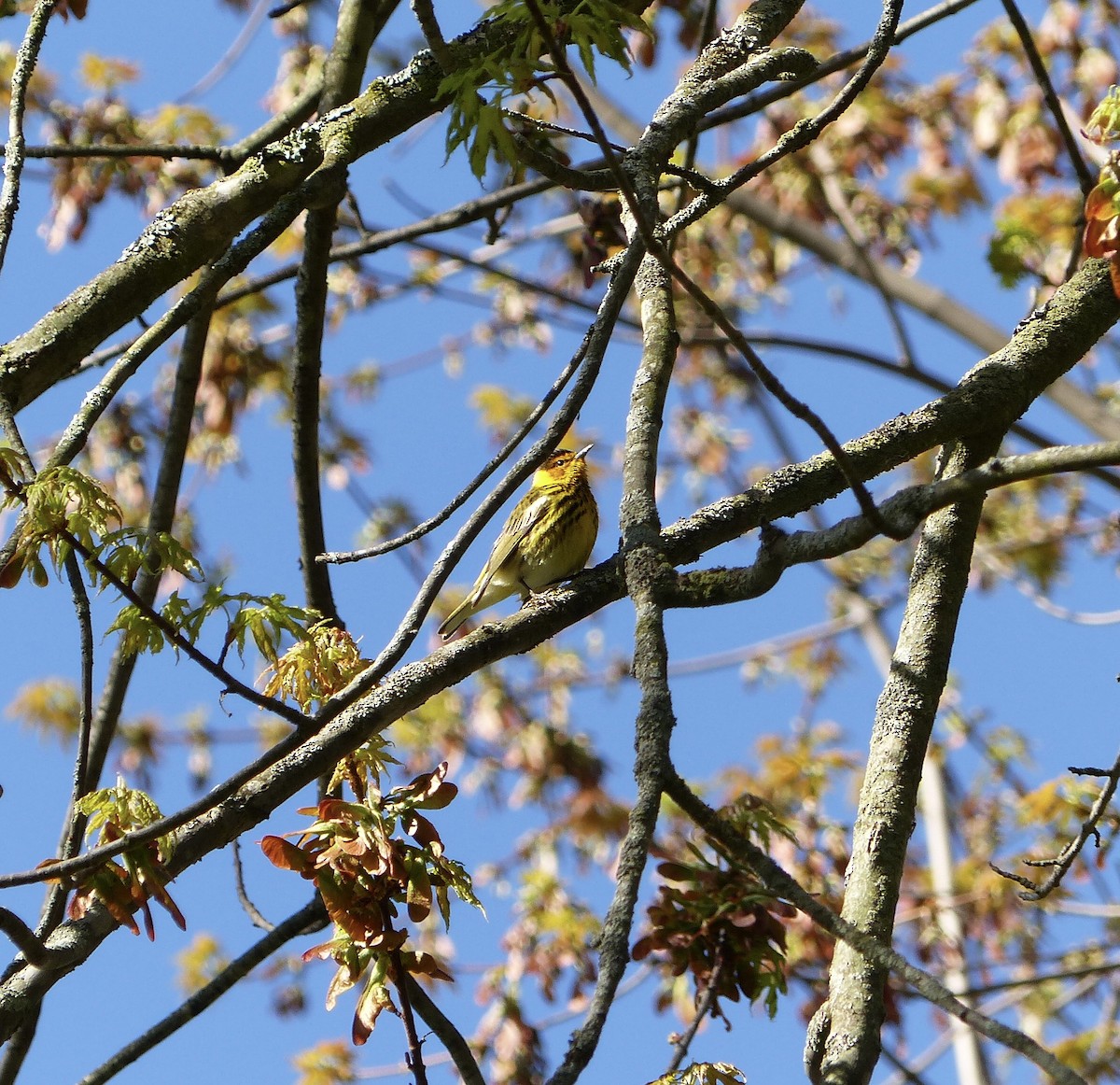 Cape May Warbler - ML618713102