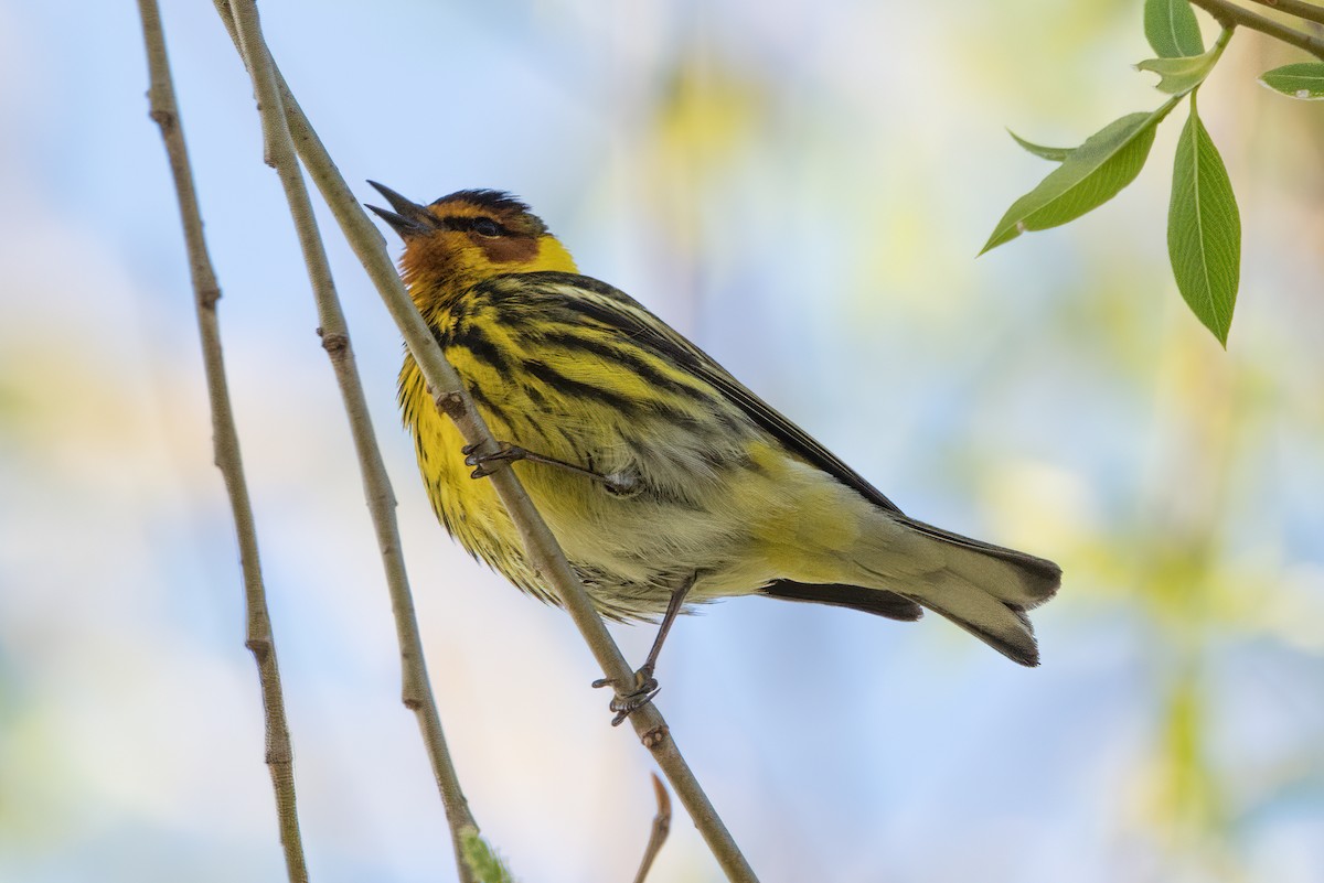 Cape May Warbler - ML618713105