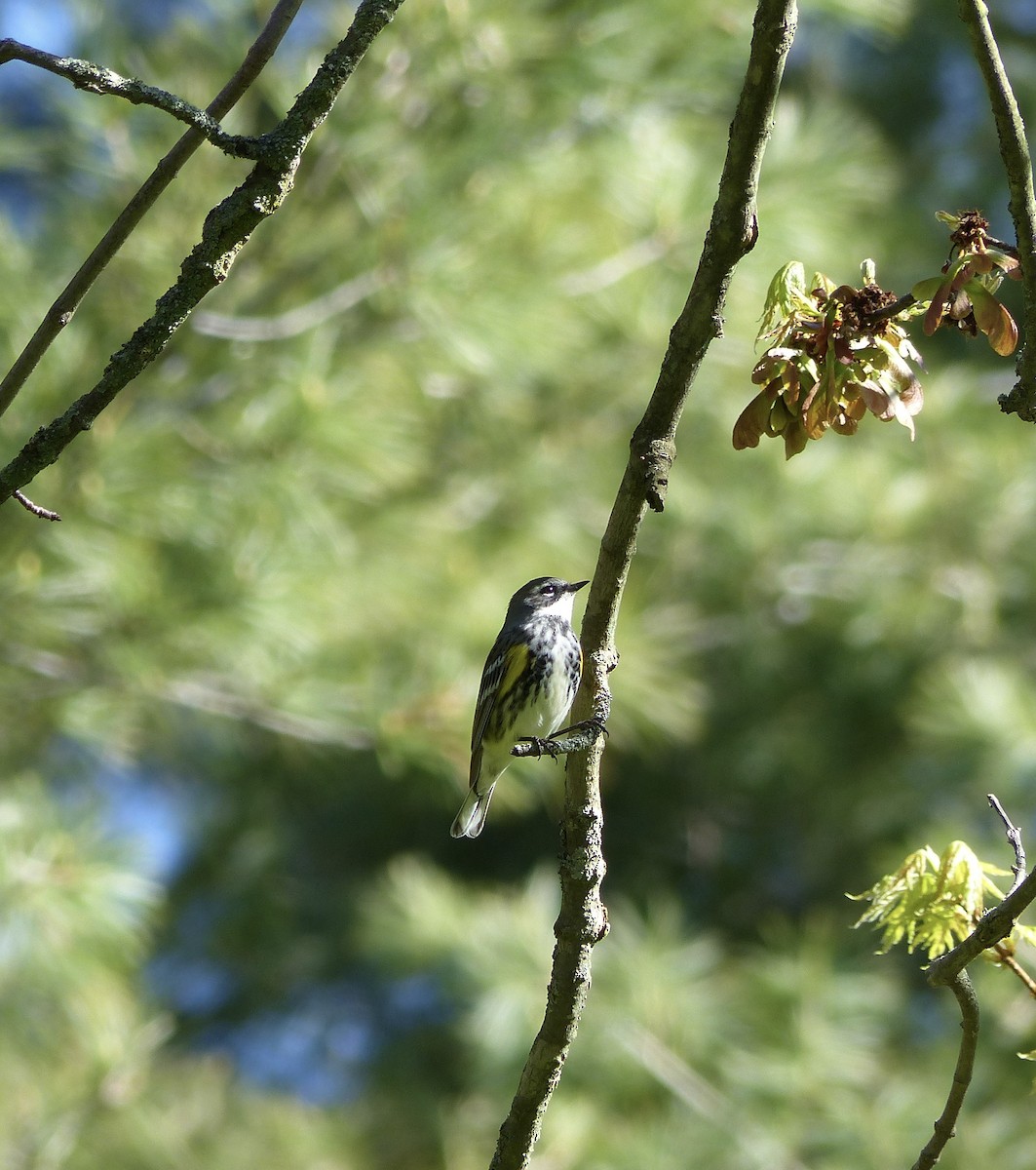 Yellow-rumped Warbler - ML618713109